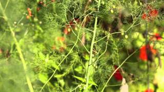 Asparagus Beds in the Fall How to prepare your bed for a great crop next spring [upl. by Ahselet]