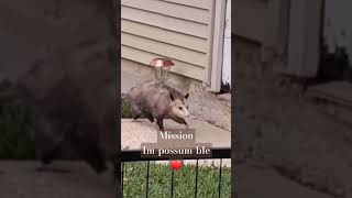 Mission Impossumble opossum funnyanimals animals nature funny silly cuteanimals puns [upl. by Estele23]