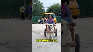 Perro Recoge a Dueña de la Escuela ❤️ [upl. by Wolfe]