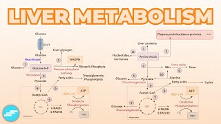 Liver Metabolism Carbohydrates Amino Acids amp Lipids [upl. by Aryam]