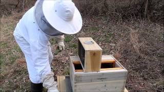 Step by Step Guide Starting a Bee Hive with boxed bees Tutorial Beginners Guide [upl. by Hsetim]