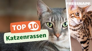 Top 10 Katzenrassen [upl. by Pippo798]