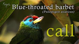 blue throated barbet Psilopogon asiaticus CALL  SOUND  BFREEDING SONG bird of south east asia [upl. by Chloras]