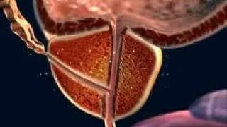 The Male GenitalUrinary System and BPH [upl. by Wiley]