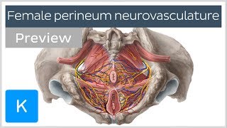 Nerves arteries and veins of the female perineum preview  Human Anatomy  Kenhub [upl. by Dibru]