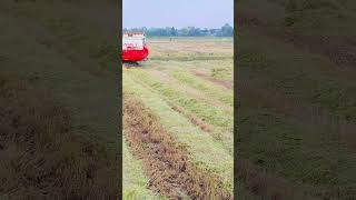 Rice agriculture harvesting by tractor Kubota 1798 shorts agriculture harvesting [upl. by Jarin]