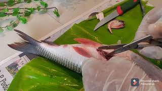 DISSECTION OF FISH  ROHU RUI  ROHO  SCIENTIFIC NAME LABEO ROHITA [upl. by Ainoz]