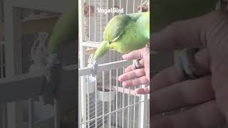 Gelbnackenamazon Papagei Spielzeit yellownaped Amazon Parrot playing [upl. by Anirb]