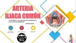 Anatomía  Arteria Iliaca Común Origen Trayecto y Relaciones Ramas Terminales [upl. by Morty606]