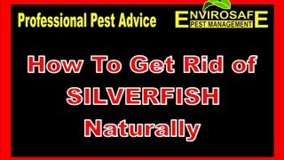 How to get rid of Silverfish fast [upl. by Telracs]