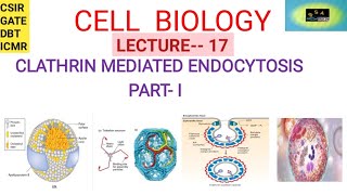 CELL BIOLOGY CLATHRIN MEDIATED ENDOCYTOSIS  CSIR  GATE  DBT ICMR [upl. by Fonville]