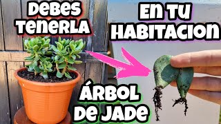 Si tienes ESTA PLANTA en CASA eres 1 entre 1 MILLON Árbol de Jade  Reproducir Suculenta De Jade [upl. by Dreddy]