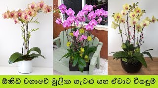 ඕකිඩ් වගාවේ මූලික ගැටළු සහ ඒවාට විසඳුම්  How To Cultivate Orchid Plants Correctly [upl. by Itsirk391]