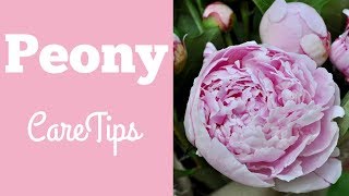 Easy Peony Care Tips [upl. by Adnat773]