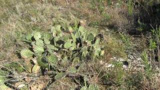 Opuntia Macrorhiza in Oklahoma [upl. by Lleryt430]