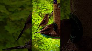 Silverbill family shorts short ytshorts birds bird birdsounds [upl. by Lucius225]