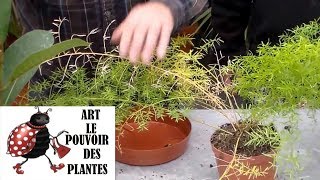 JardinageComment faire lentretien et arrosage des plantes vertes dintérieur [upl. by Reger999]