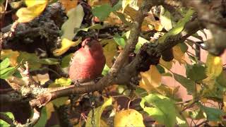 TallbitPine Grosbeak Pinicola enucleator Hovslätt Sm [upl. by Bogey700]