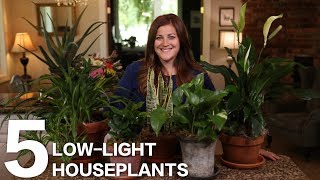 5 LowLight Houseplants 🌿  Garden Answer [upl. by Ybbed]