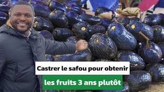 Voici comment effectuer la castration dun safou afin dobtenir les fruits 3 ans plutôt [upl. by Fayth583]