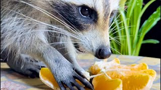 What Happens When you Give a Raccoon an Orange [upl. by Halima]