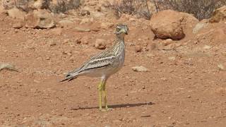 Birds of Morocco Stonecurlew كروان [upl. by Ricarda]