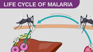 plasmodium vivax life cycle in man [upl. by Idyh]