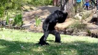 BEST VIDEO EVER  Incredible Screaming Apes [upl. by Raab740]