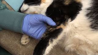 Elbow luxation reduction for veterinarians [upl. by Ahsikel]