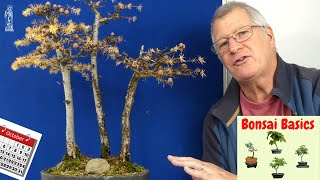 Japanese Larch Bonsai Care Guide Easy Tips for Beginners [upl. by Butte]