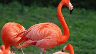 Amazing Flamingo Facts [upl. by Godding535]