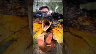 Frilledneck Lizard facts fyp shorts reels viral [upl. by Alliuqat]