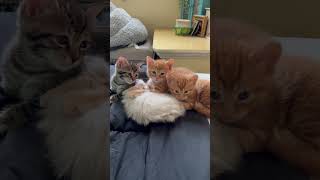 Kitten pile on Willow Pillow kitten kittenvideos cat cute animals kinkatopia [upl. by Lashoh]