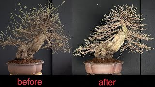 Bonsai Quercus Suber Restyling🌲🍁 [upl. by Nahsor]