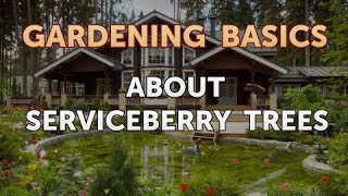 About Serviceberry Trees [upl. by Maressa]