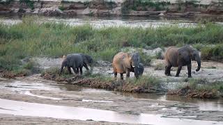 Elephants along the Crocodile River in Kruger National Park [upl. by Rednazxela862]