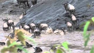 Wildebeests Crossing at the Mara River [upl. by Don]