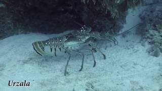 Spiny lobster courtship  Cozumel  Mexico [upl. by Yorgo]