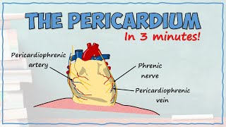 Anatomy of the Pericardium [upl. by Anawt]