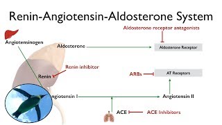 Renin Angiotensin Aldosterone Sysytem  Renin Pathway easy Explanation [upl. by Westphal154]