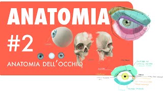 ANATOMIA 2  come disegnare anatomia dellocchio  tutorial how to draw anatomy of the eye [upl. by Hannus]