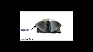 Frontal Bone Anatomy  Cranial Osteology 8 doctor mbbs cranialosteology medicoverse [upl. by Shanan]