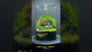 Moss Terrarium ～23031～ コケリウム shorts terrarium 苔テラリウム 苔 moss 苔 [upl. by Elyl132]