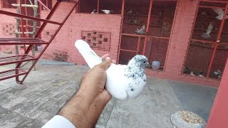 New Home Breed 36 No Kabootar  Hashim Mahmood Pigeons [upl. by Hitt]