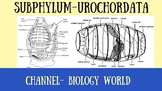 Urochordata  Characters of Urochordata  Subphylum Urochordata  Tunicates Tunicates Urochordate [upl. by Eleik763]