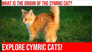 Exploring the Fascinating History of the Cymric Cat [upl. by Haisa543]