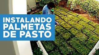 ¿Cómo instalar palmetas de pasto [upl. by Lynus]