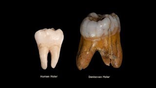 Are Denisovans the Giants of the Bible [upl. by Juta]