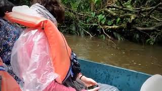 Bird Watching Tortuguero Costa Rica [upl. by Onaimad]