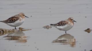 Rednecked Stint Calidris ruficollis [upl. by Eibob]